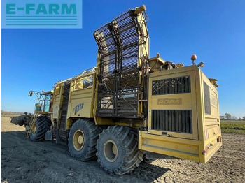 Betupptagare Ropa euro tiger: bild 3