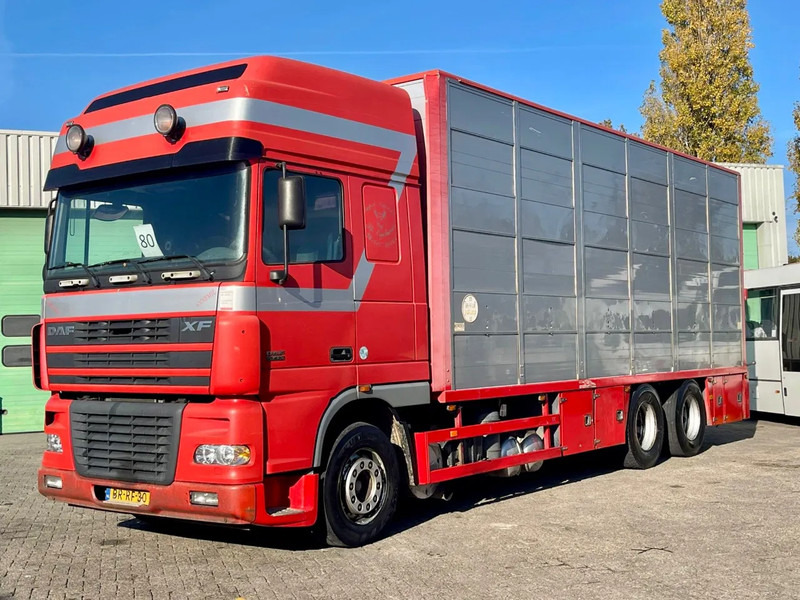 DAF XF 95.430 BERDEX 3 decks. Water, fans, Scales! Excellent condition. - Djurtransport lastbil: bild 1 DAF XF 95.430 BERDEX 3 decks. Water, fans, Scales! Excellent condition. - Djurtransport lastbil: bild 1