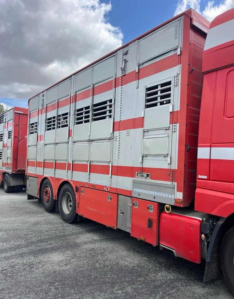 DAF XF 530 + Przyczepa Pezzaoli - 3X Trzoda, 2 X Bydło I 3 poziomy I Podnoszony dach I Hydroburta I Osie Skrętne I Poidła I Wentylatory I Pilot Manualny | - Djurtransport lastbil: bild 3 DAF XF 530 + Przyczepa Pezzaoli - 3X Trzoda, 2 X Bydło I 3 poziomy I Podnoszony dach I Hydroburta I Osie Skrętne I Poidła I Wentylatory I Pilot Manualny | - Djurtransport lastbil: bild 3