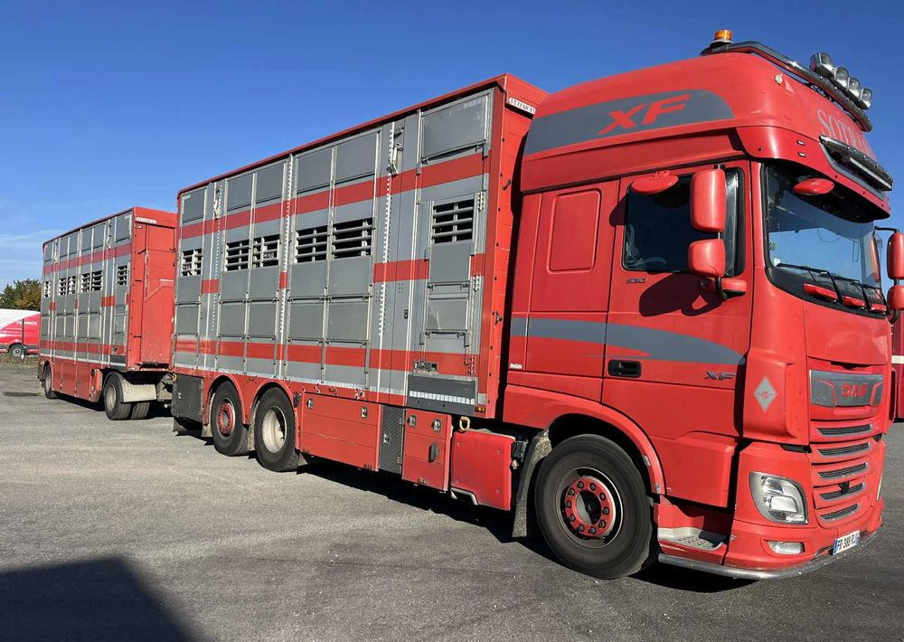 DAF XF 530 + Przyczepa Pezzaoli - 3X Trzoda, 2 X Bydło I 3 poziomy I Podnoszony dach I Hydroburta I Osie Skrętne I Poidła I Wentylatory I Pilot Manualny | - Djurtransport lastbil: bild 2 DAF XF 530 + Przyczepa Pezzaoli - 3X Trzoda, 2 X Bydło I 3 poziomy I Podnoszony dach I Hydroburta I Osie Skrętne I Poidła I Wentylatory I Pilot Manualny | - Djurtransport lastbil: bild 2