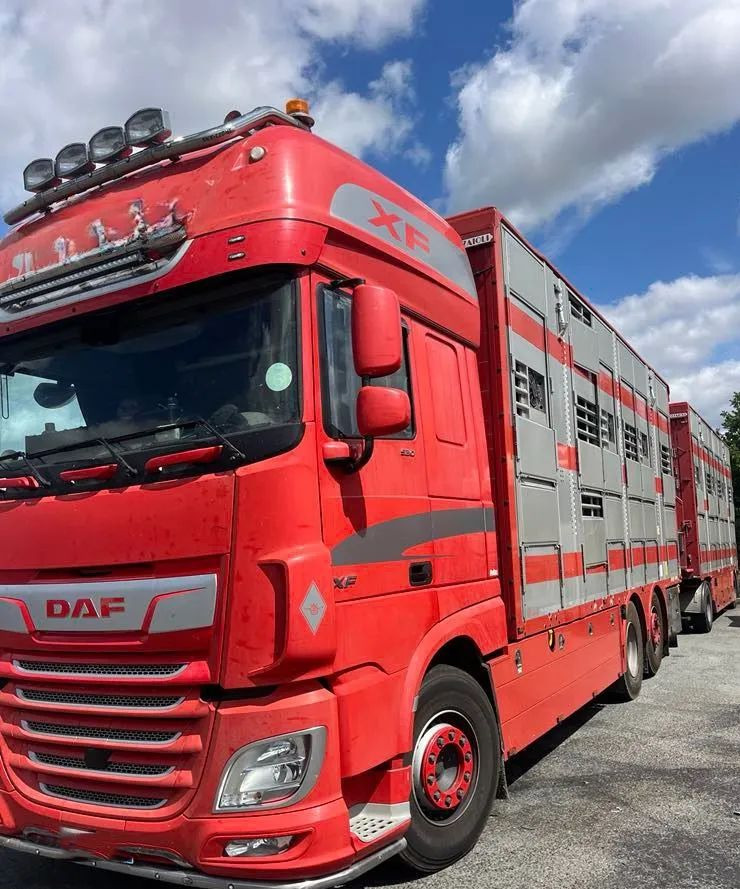DAF XF 530 + Przyczepa Pezzaoli - 3X Trzoda, 2 X Bydło I 3 poziomy I Podnoszony dach I Hydroburta I Osie Skrętne I Poidła I Wentylatory I Pilot Manualny | - Djurtransport lastbil: bild 1 DAF XF 530 + Przyczepa Pezzaoli - 3X Trzoda, 2 X Bydło I 3 poziomy I Podnoszony dach I Hydroburta I Osie Skrętne I Poidła I Wentylatory I Pilot Manualny | - Djurtransport lastbil: bild 1