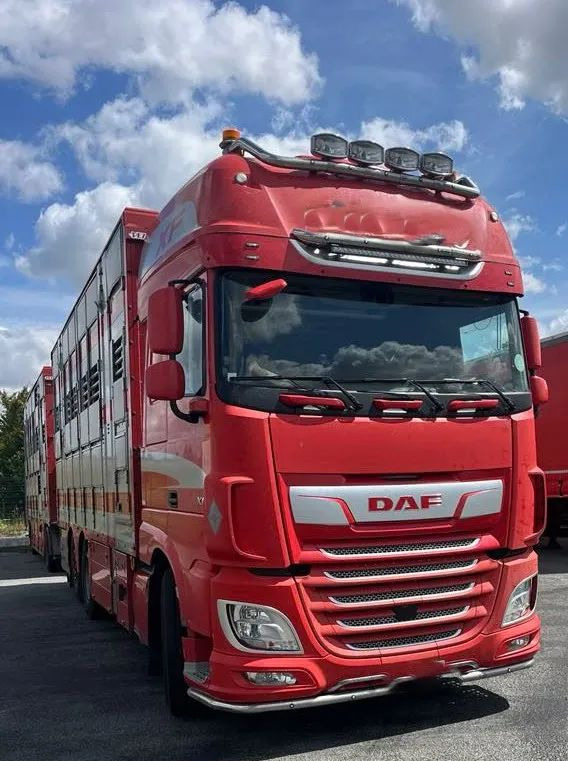 DAF XF 530 + Przyczepa Pezzaoli - 3X Trzoda, 2 X Bydło I 3 poziomy I Podnoszony dach I Hydroburta I Osie Skrętne I Poidła I Wentylatory I Pilot Manualny | - Djurtransport lastbil: bild 5 DAF XF 530 + Przyczepa Pezzaoli - 3X Trzoda, 2 X Bydło I 3 poziomy I Podnoszony dach I Hydroburta I Osie Skrętne I Poidła I Wentylatory I Pilot Manualny | - Djurtransport lastbil: bild 5