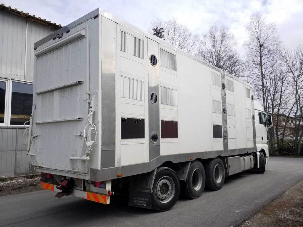 MAN TGX 35.540 8X4 TRIDEM ANIMAL - Djurtransport lastbil: bild 3 MAN TGX 35.540 8X4 TRIDEM ANIMAL - Djurtransport lastbil: bild 3