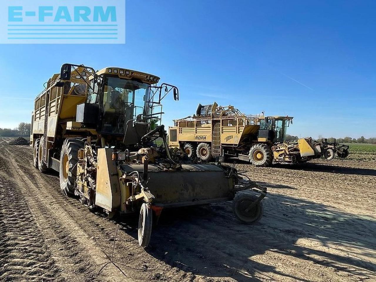 Betupptagare Ropa euro tiger: bild 40