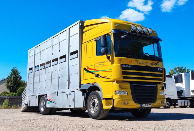 DAF XF410 Menke Doppelstock - Djurtransport lastbil: bild 2 DAF XF410 Menke Doppelstock - Djurtransport lastbil: bild 2