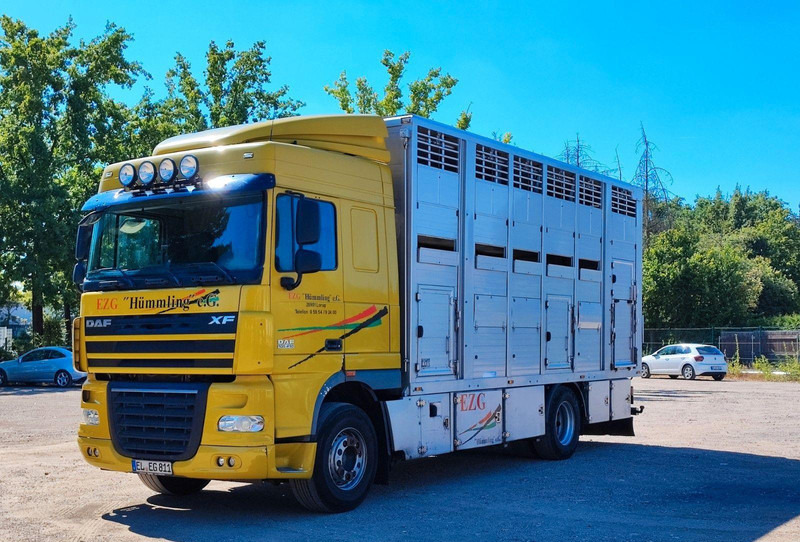 DAF XF410 Menke Doppelstock - Djurtransport lastbil: bild 1 DAF XF410 Menke Doppelstock - Djurtransport lastbil: bild 1