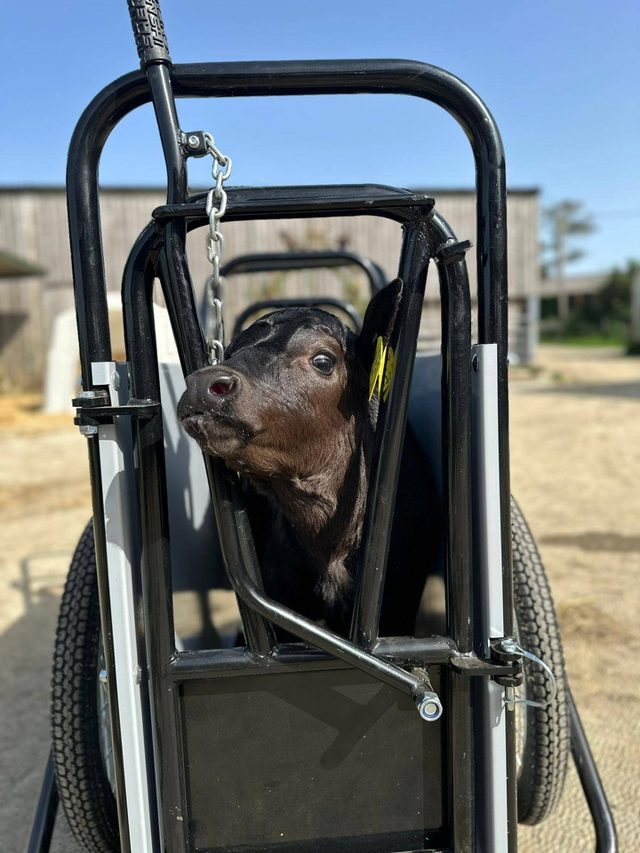 Wózek do przewozu cieląt - Utrustning för uppfödnings: bild 1 Wózek do przewozu cieląt - Utrustning för uppfödnings: bild 1